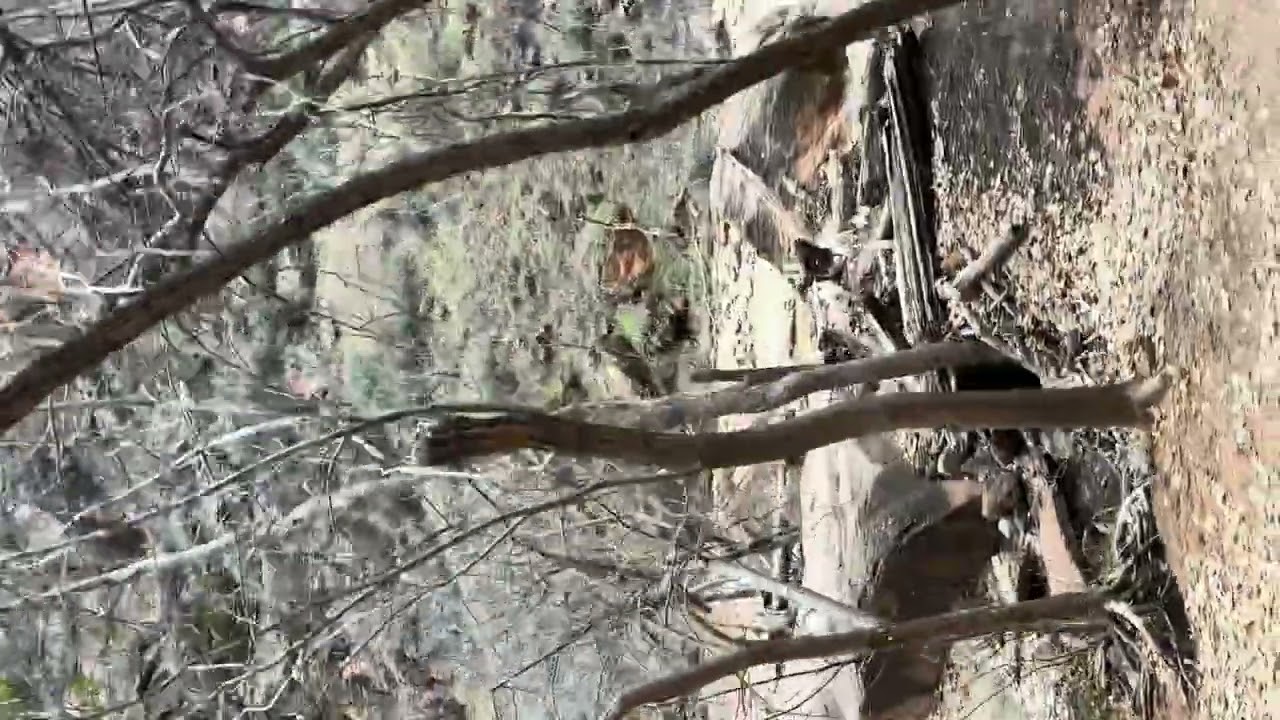 On the way to Temple of Sinawava#travel #holiday #vacation #trekking#Zion National Park