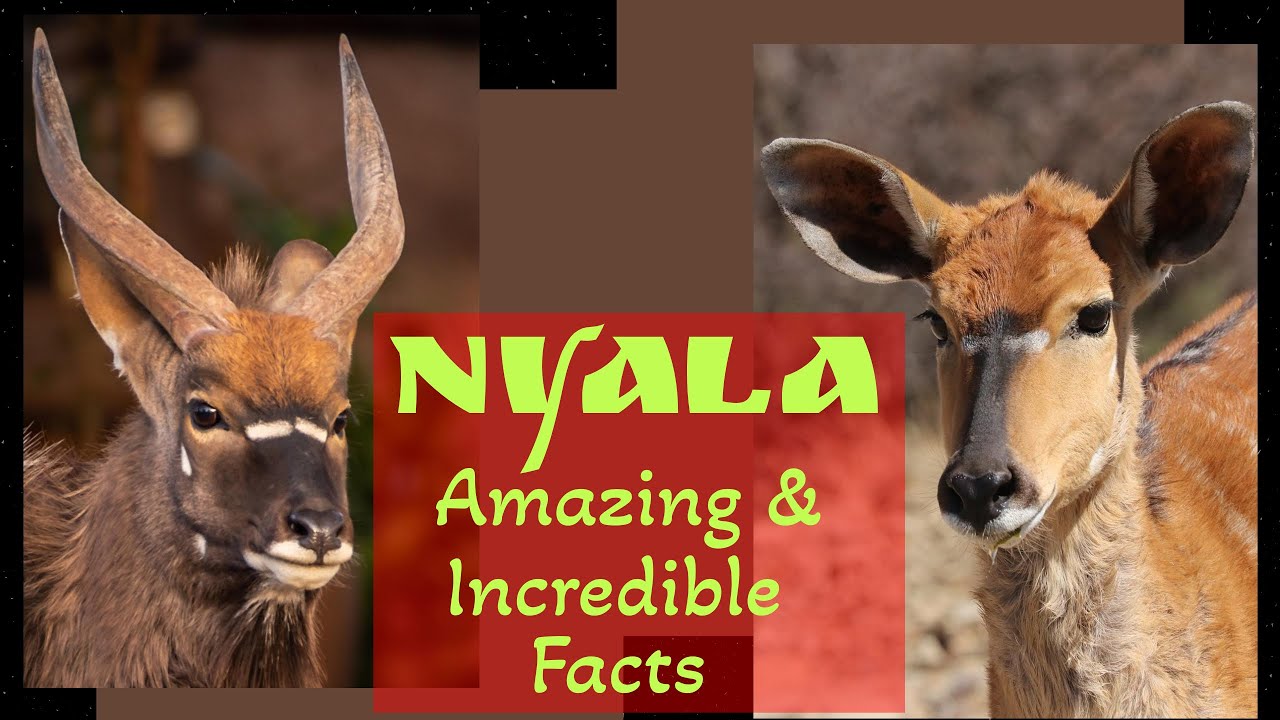 Amazing Animal NYALA - Incredible Facts about Nyala, Size, Habitat, Diet, Reproduction and Lifespan