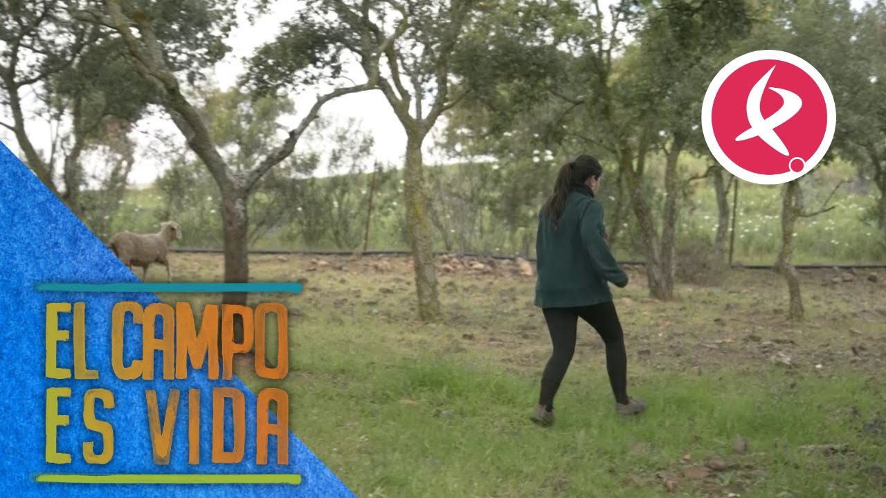 Chabeli tiene que correr tras una oveja perdida | El campo es vida