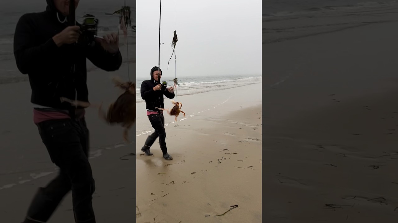 Crab Snaring | Netarts Oregon has MASSIVE KEEPERS! #Oregon #tillamook #crabsnare #fishing #shore