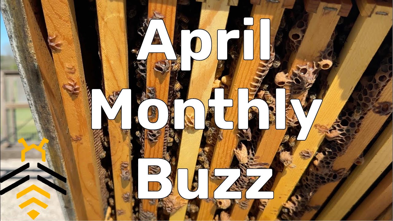April 2024 Monthly Buzz