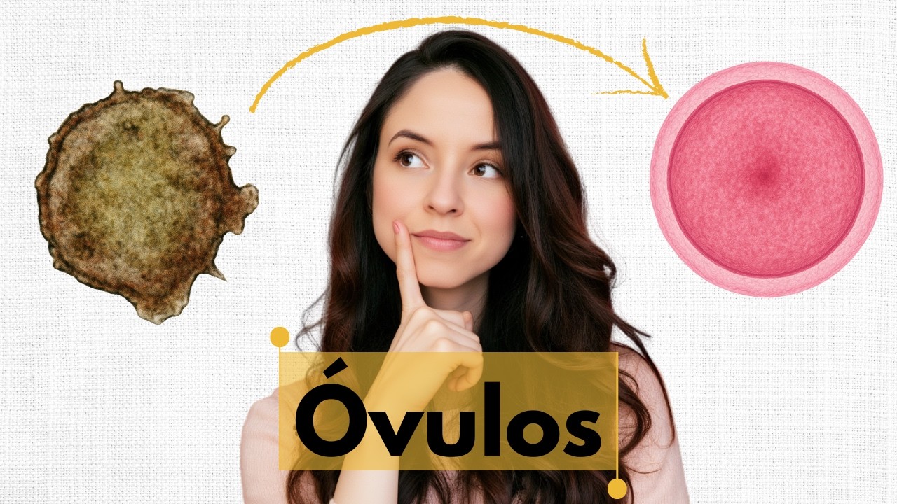 Coenzima Q10 Melhora a Fertilidade e a Qualidade dos Óvulos?