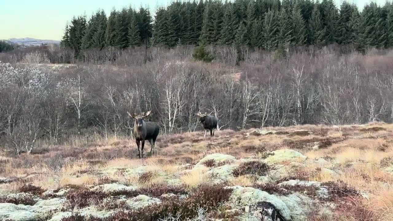 Elgjakt og elgokser på Vikna. Vikestad er midt i smørøyet for flotte elg.