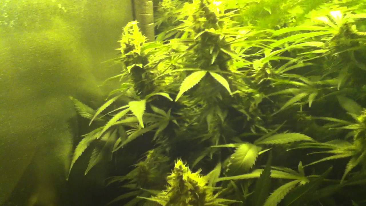 Day 48 Flowering GigaBud / FINAL Video before 48 h