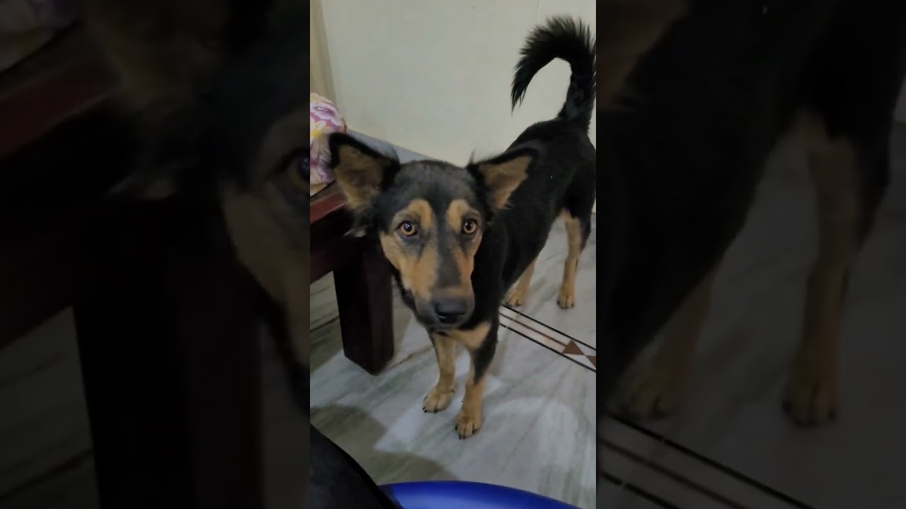 నా చేతులమీదుగా ఎన్ని కుక్కలను పెంచానో 🐶❤️కొన్ని బ్రతికయి కొన్ని చచ్చిపోయాయి 