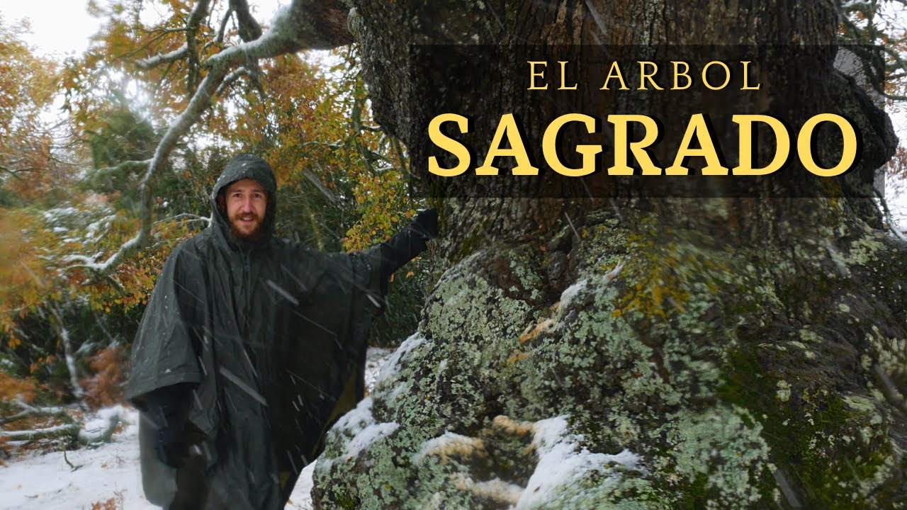 EL ÁRBOL MÁS IMPORTANTE QUE DEBES CONOCER - EL ROBLE Y SUS USOS