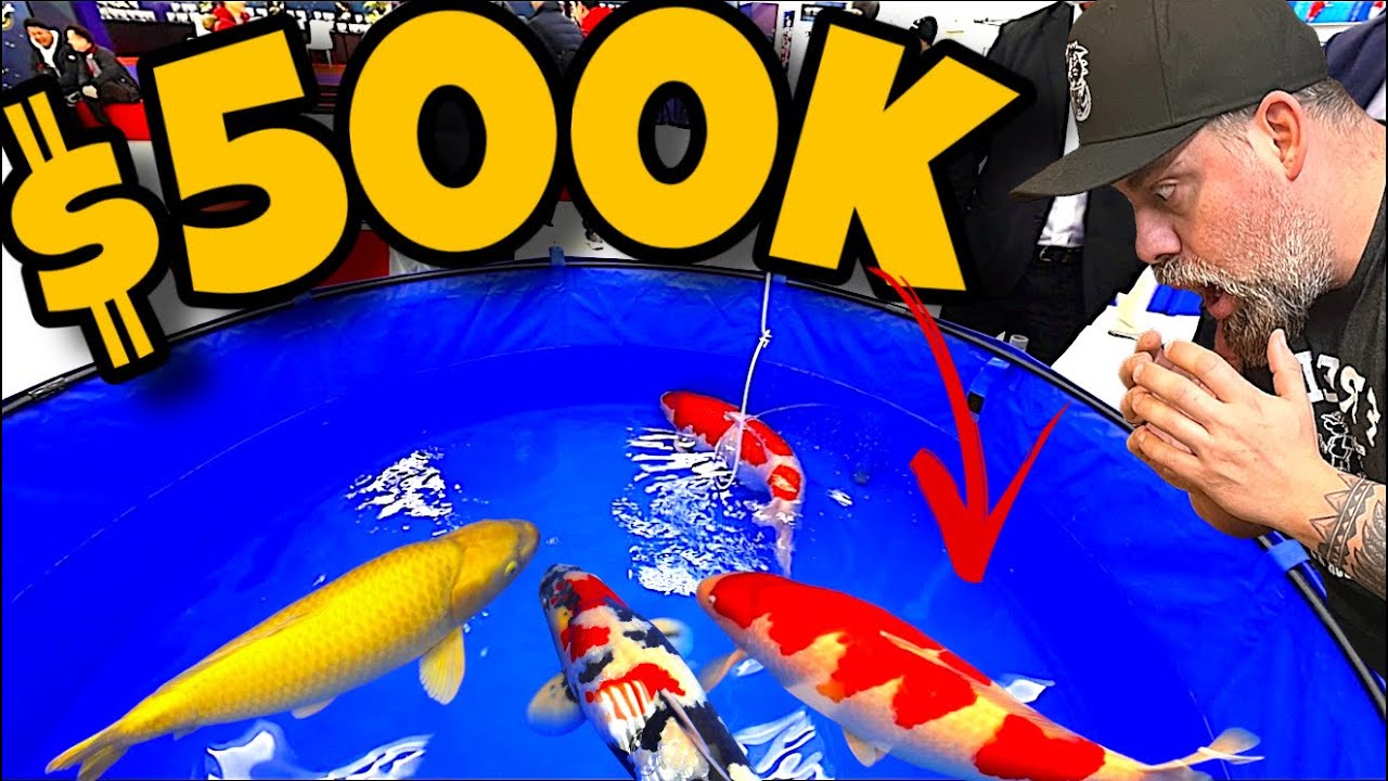 This Fish Is Worth SIX Figures 😳 | All Japan Koi Show