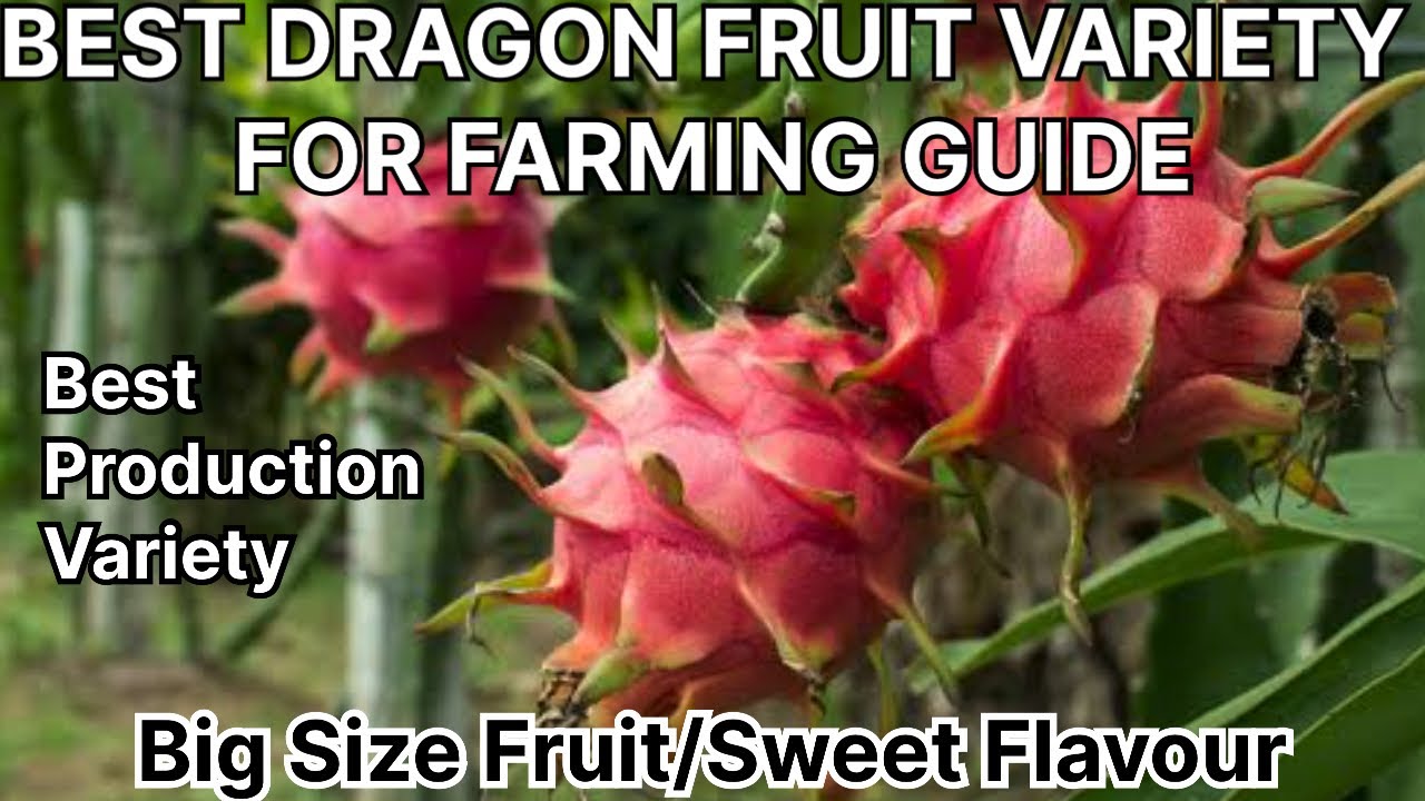 Best Dragon Fruit Variety For Farming || WhatsApp at 9635013799 to order plant #trending #viralvideo