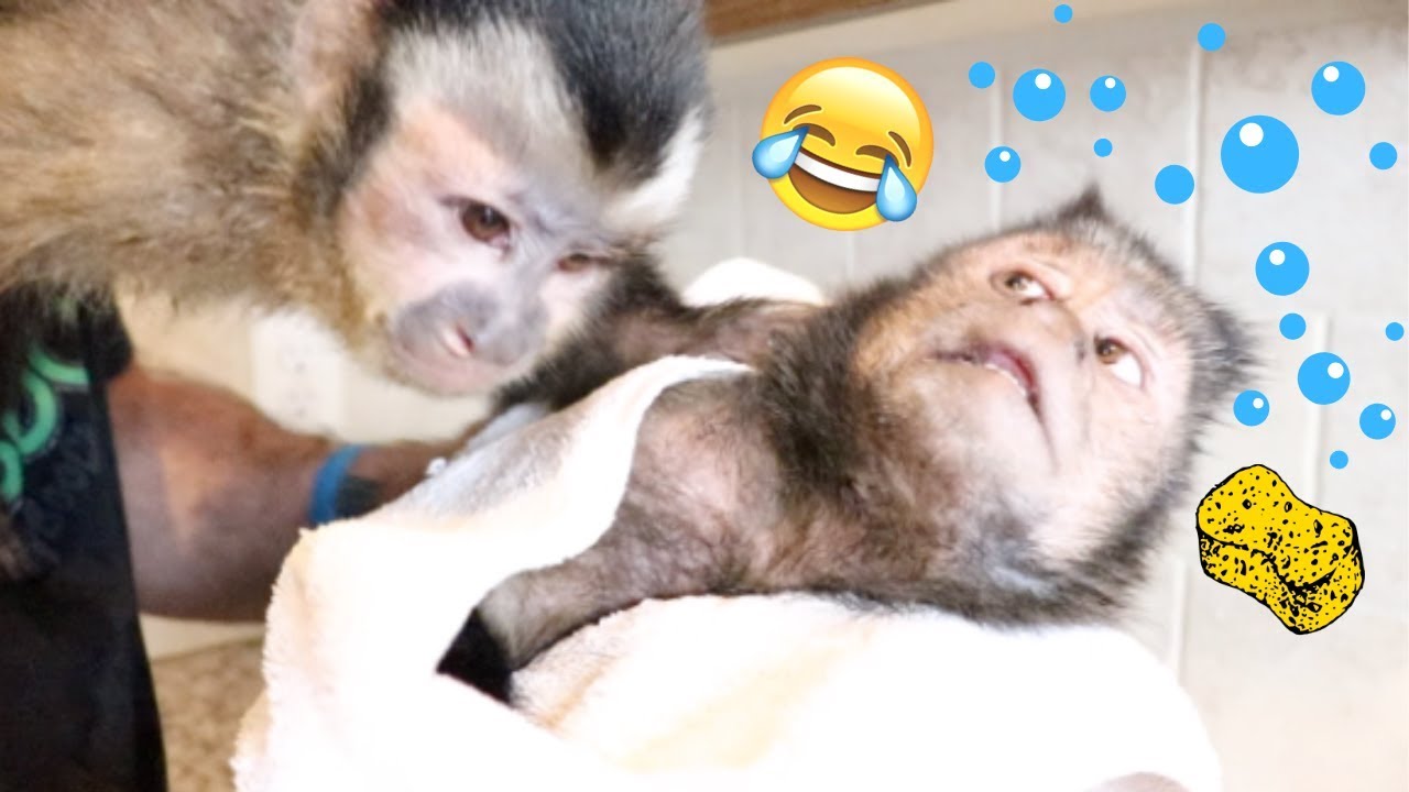 Baby Monkey Shares Bath Time With Big Brother!