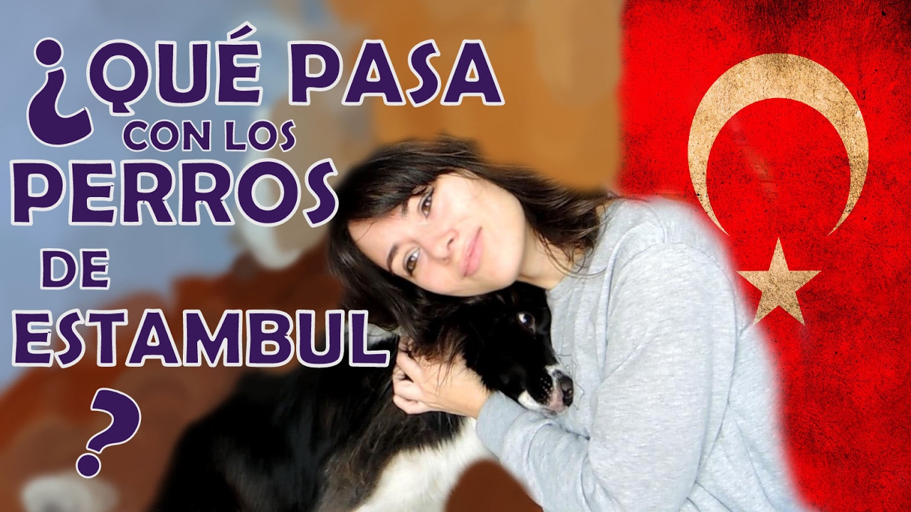 ¿Qué pasa con los perros de Estambul? | Su vida en las calles