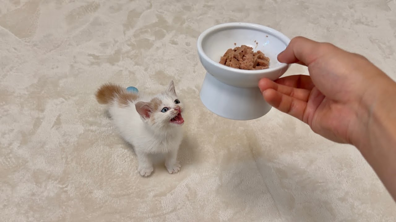 怪我してた生後１ヶ月の子猫を保護して初めて離乳食をあげたらこうなっちゃいました…