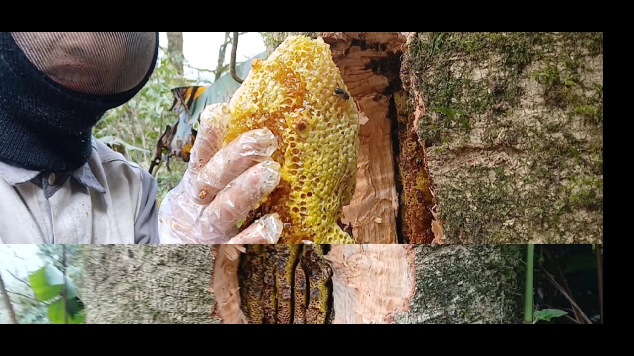 Cuối năm may mắn gạt tổ ong mật siêu dài - Cuộc Sống Miền Núi