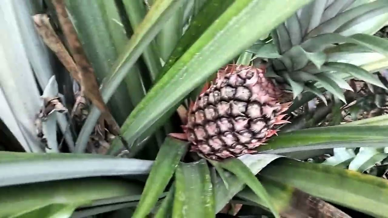 Lihat buah nanas di ambil org#kebunsendiri #garden #fypシ゚viral #nanasmanis 