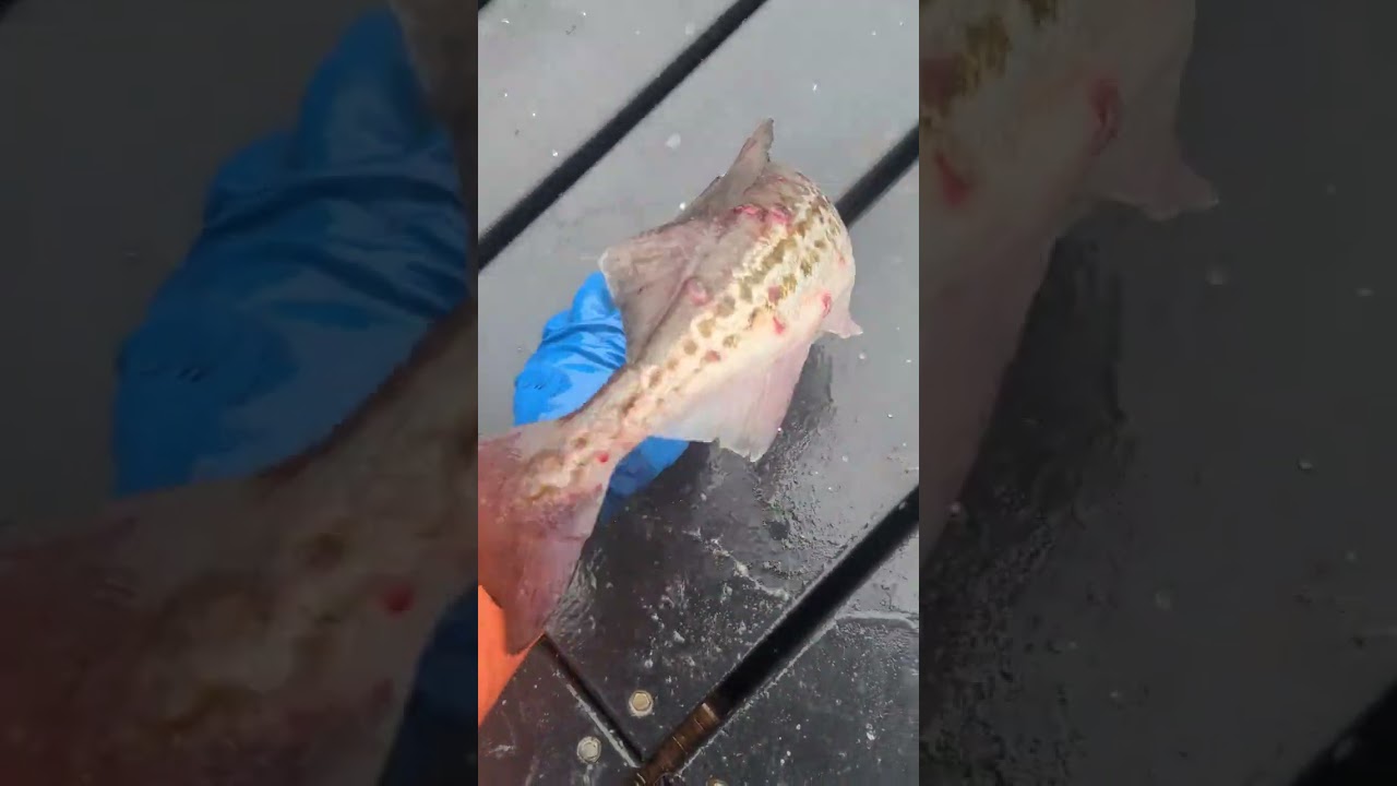 huge Alaskan Pollock