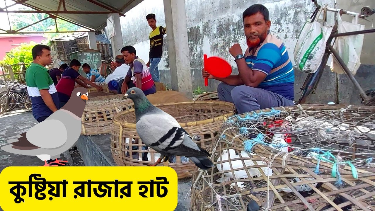 কুষ্টিয়া রাজার হাটে নানান জাতের কবুতরের সমাহার । কবুতরের হাট | Cheapest Pigeon Market