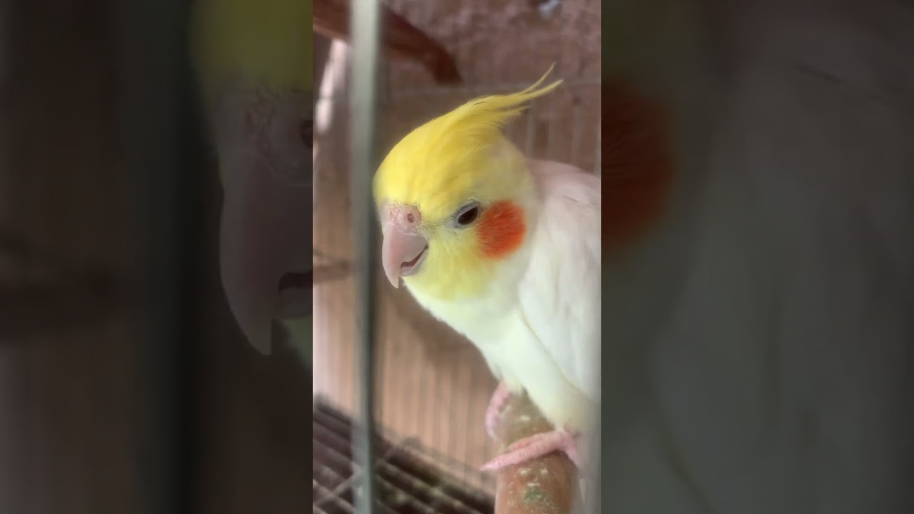 Que lindos a minha Chiquinha e o meu kico 