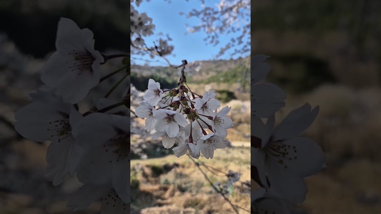 Korean Spring #roadfreelife #southkorea #travel #hikingkorea #kpop #korean #travelvlog #ulsan