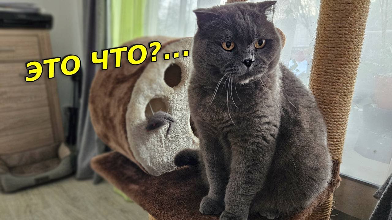 Купили коту новую когтеточку / Первая реакция / Британский кот / Смешные животные