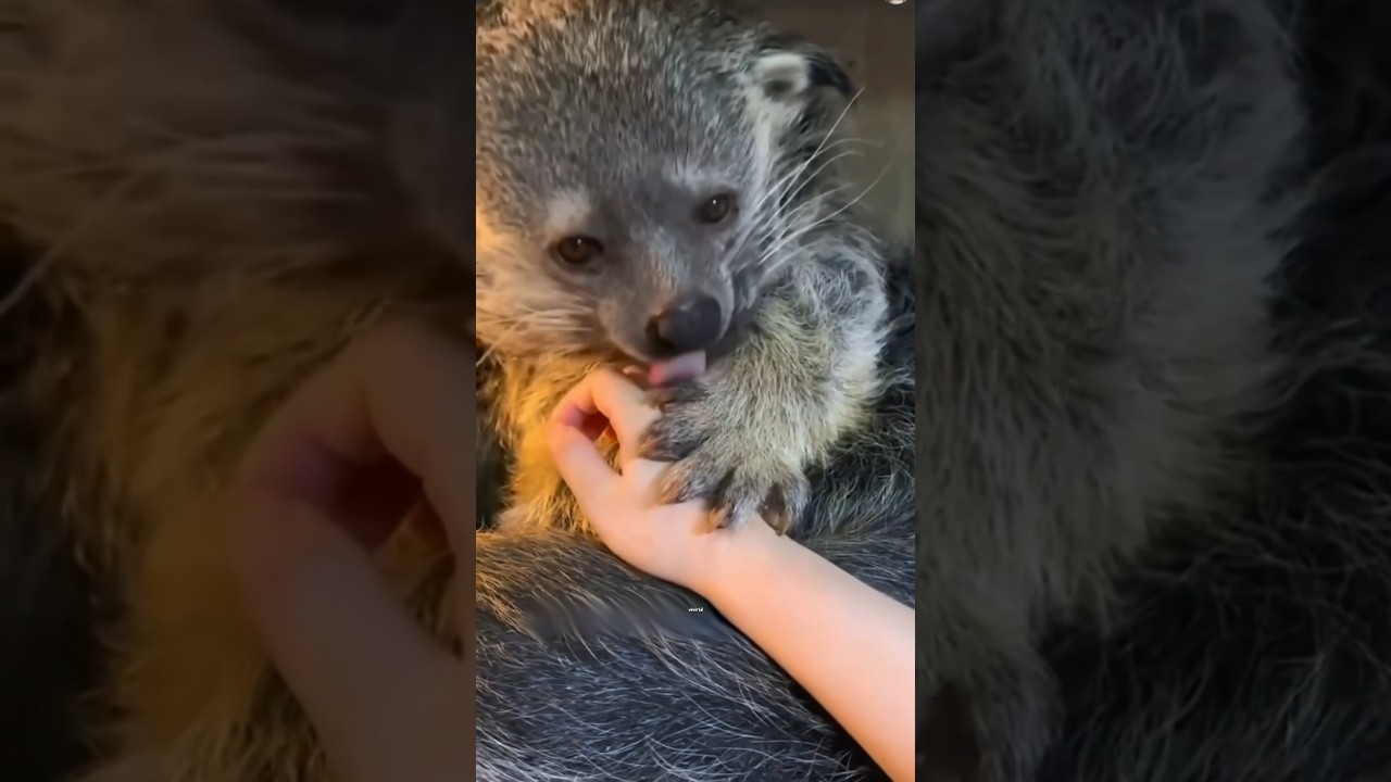 Bearcat smells like popcorn #animal #shorts