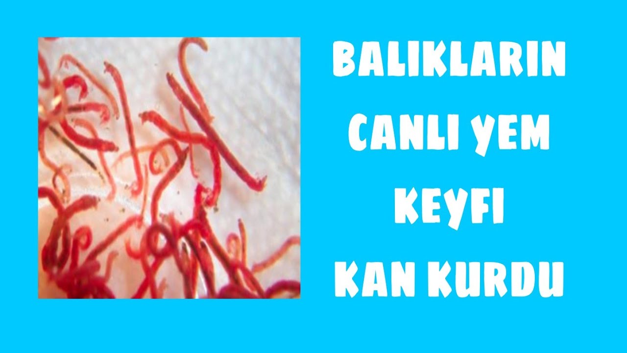 MELEK BETA VE CANLI DOĞURAN BALIKLARIMIN CANLI YEM KEYFİ