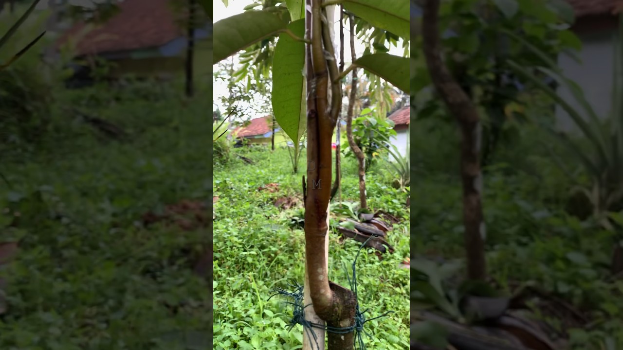 Hasil top working durian super tembaga usia 1,5bln #vidioshort #durian #topworking #berkebundurian