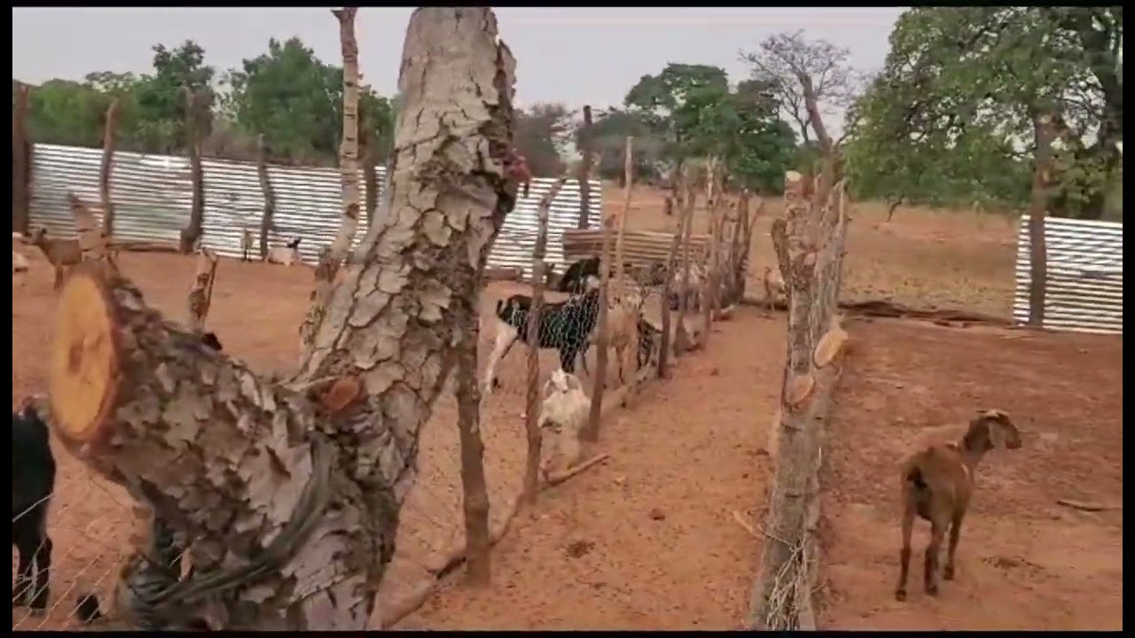 100 goats project