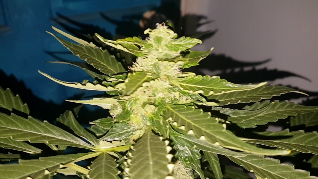 Gorilla glue day 50 week 7 fastbuds seeds. Mark