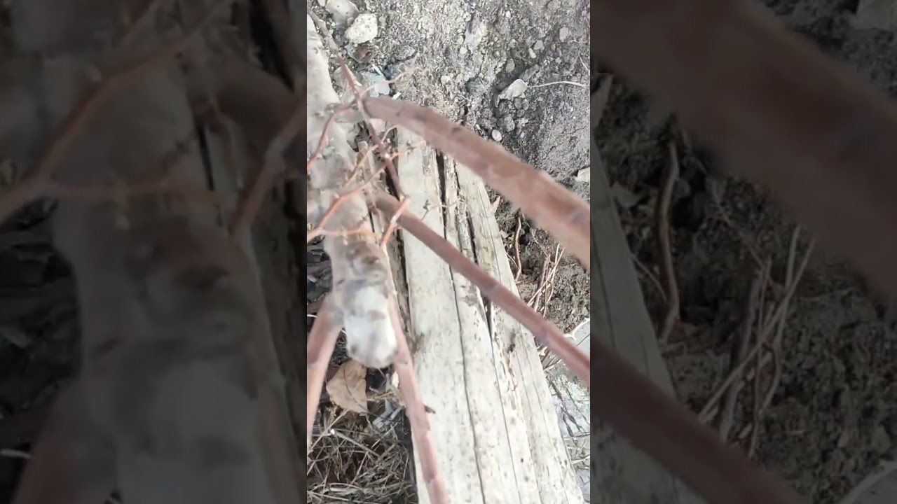 Qulpnayga  olib ketishdi va videoni davomini koʻring !