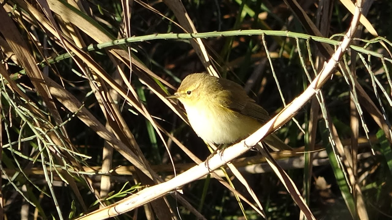 El Mosquitero común.