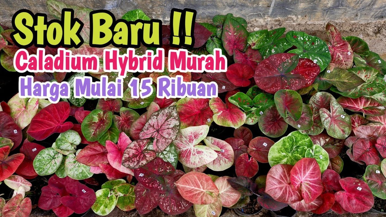 Stok Baru || Caladium Hybrid Murah Part#613 
