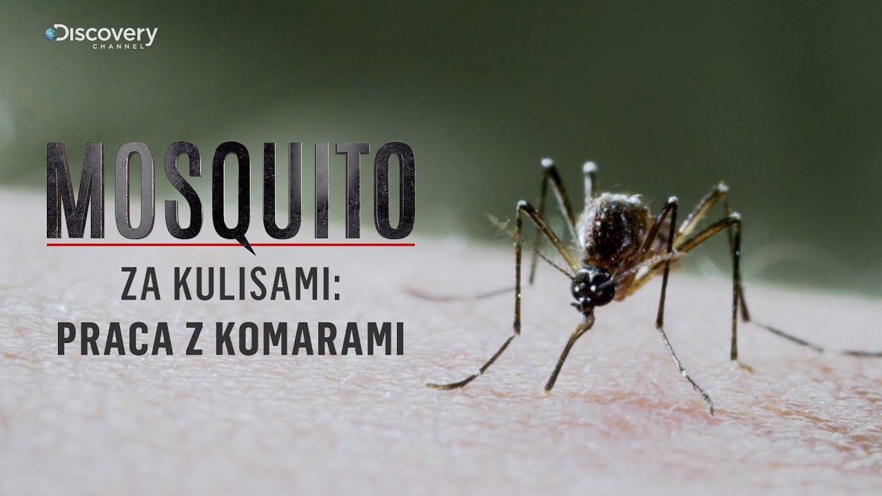 MOSQUITO - ZA KULISAMI | Praca z komarami | Discovery Channel