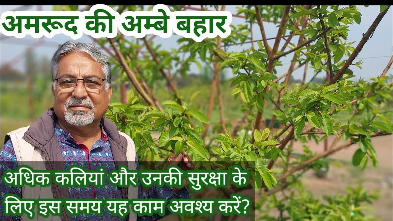 366. अमरूद की अंबिया बहार/बरसात की फसल में जरूरी कार्य।