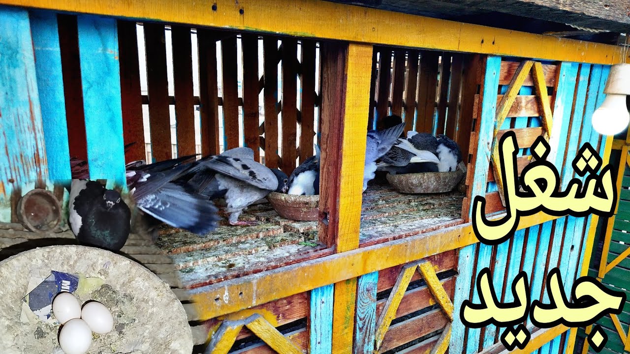 رقدت حمام على بيض كتير🤷وجبت حمام بدور عليه بقالى كتييير 🕊️💥