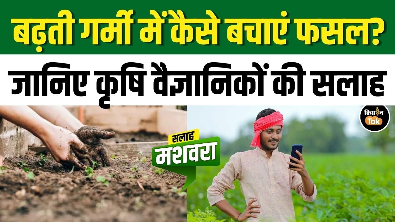 Farming Tips: मार्च में करें इन सब्जियों की बुवाई, गेहूं-प्याज-टमाटर किसानों के लिए जरूरी अपडेट