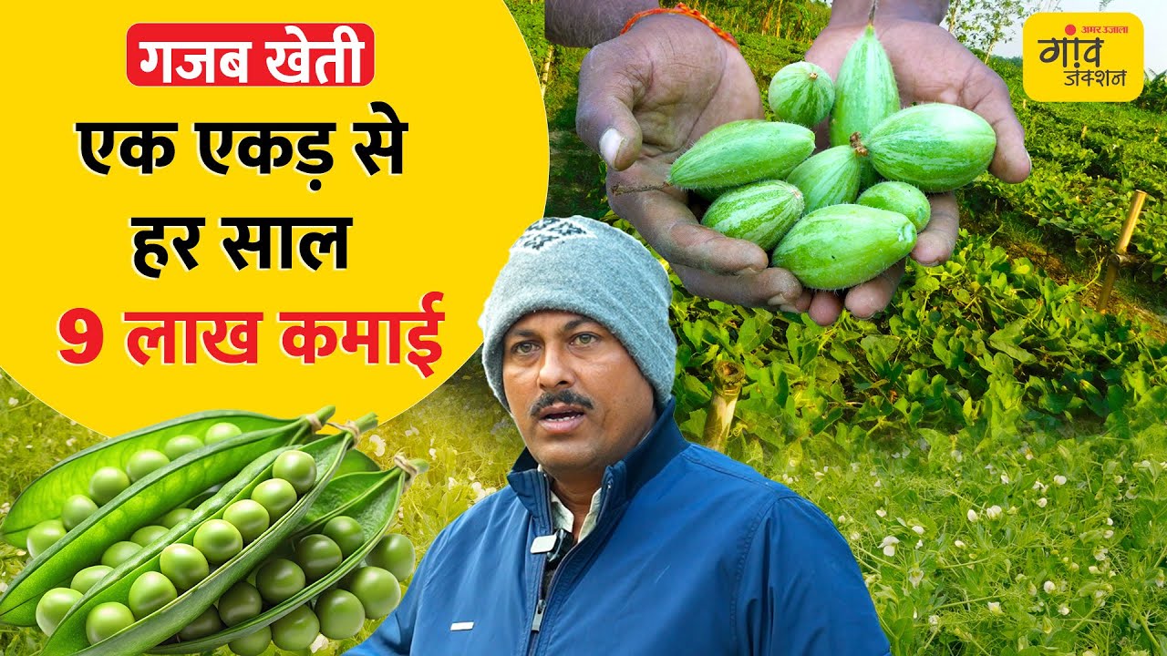एक बार बुवाई और पांच साल तक उत्पादन, हर हफ्ते तुड़ाई | Gaon Junction LIVE