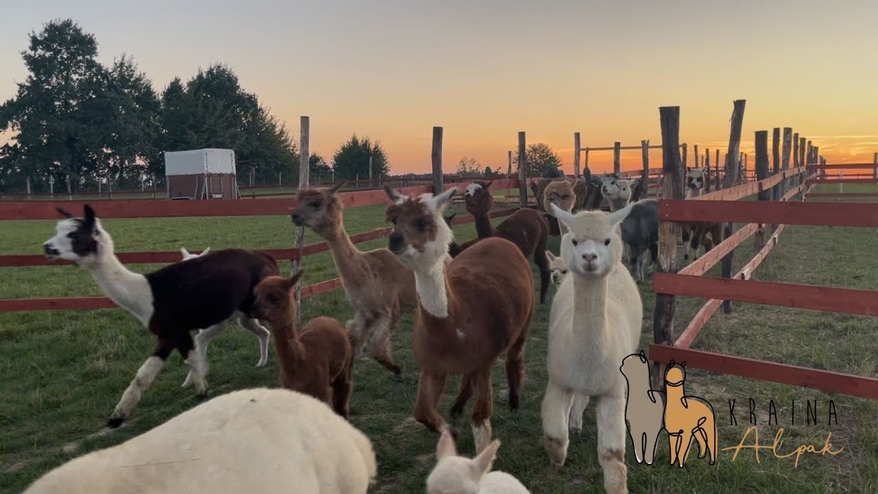 Poznajcie Naszą Zagrodę☺️ | Kraina Alpak