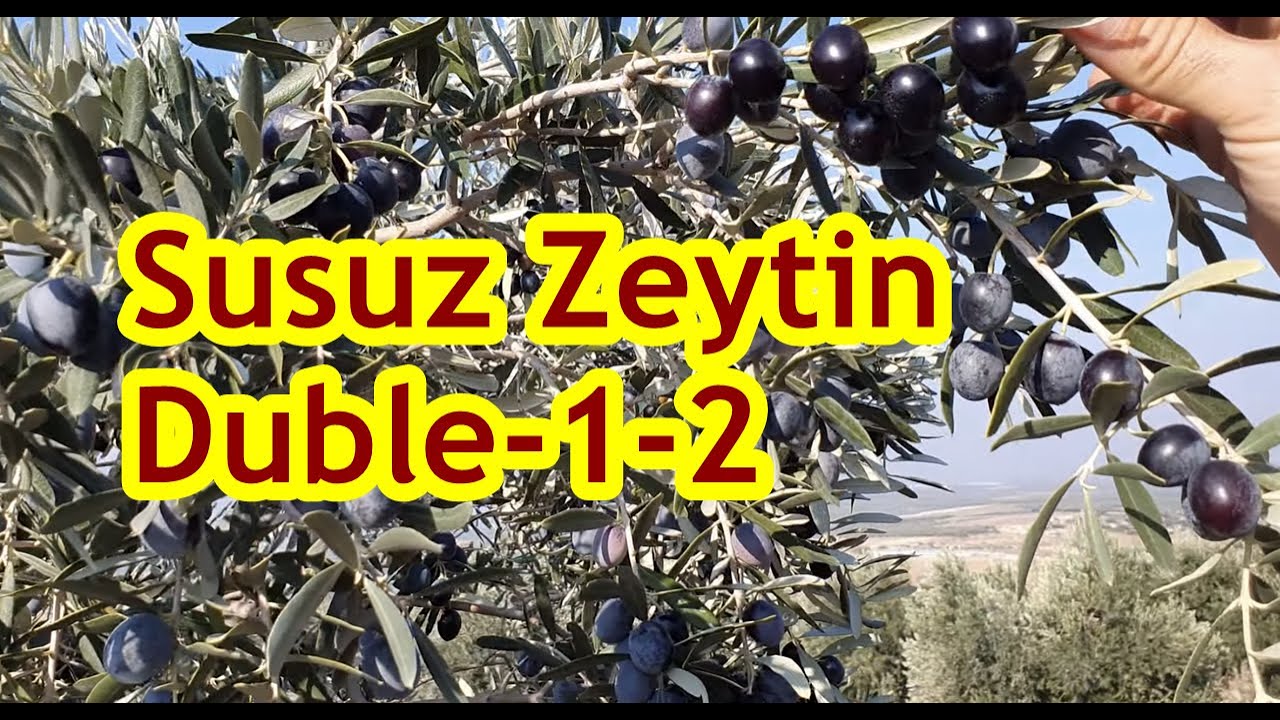 Sulanmayan Zeytin Bahçesinde Yüksek Tutum  İri Zeytin Bol Sürgün #Gübreleme #Kuraklık #Ağaç #Manisa
