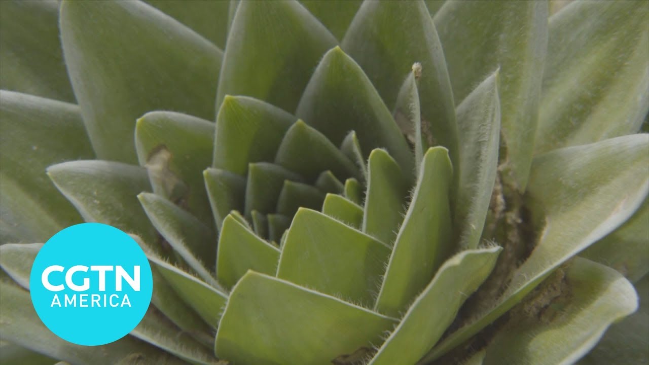 This hairy plant supplies water for the most of the northern Andes