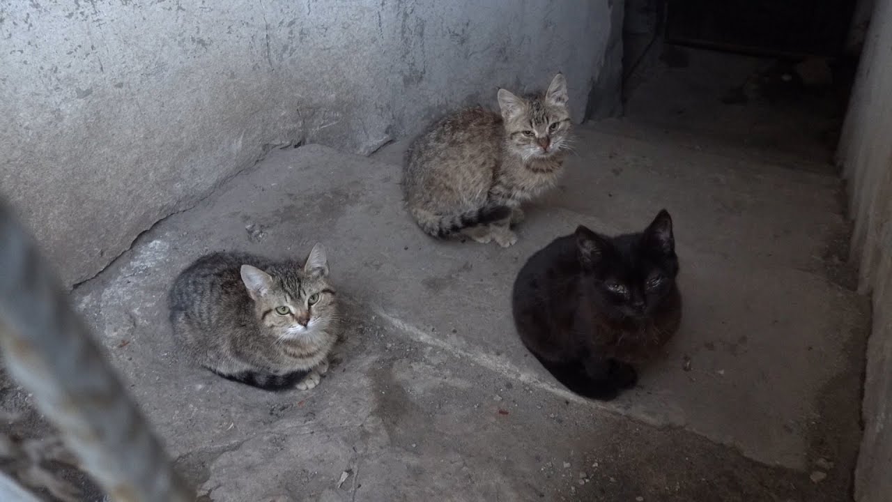 Hungry kittens with hungry cats want a lot of food