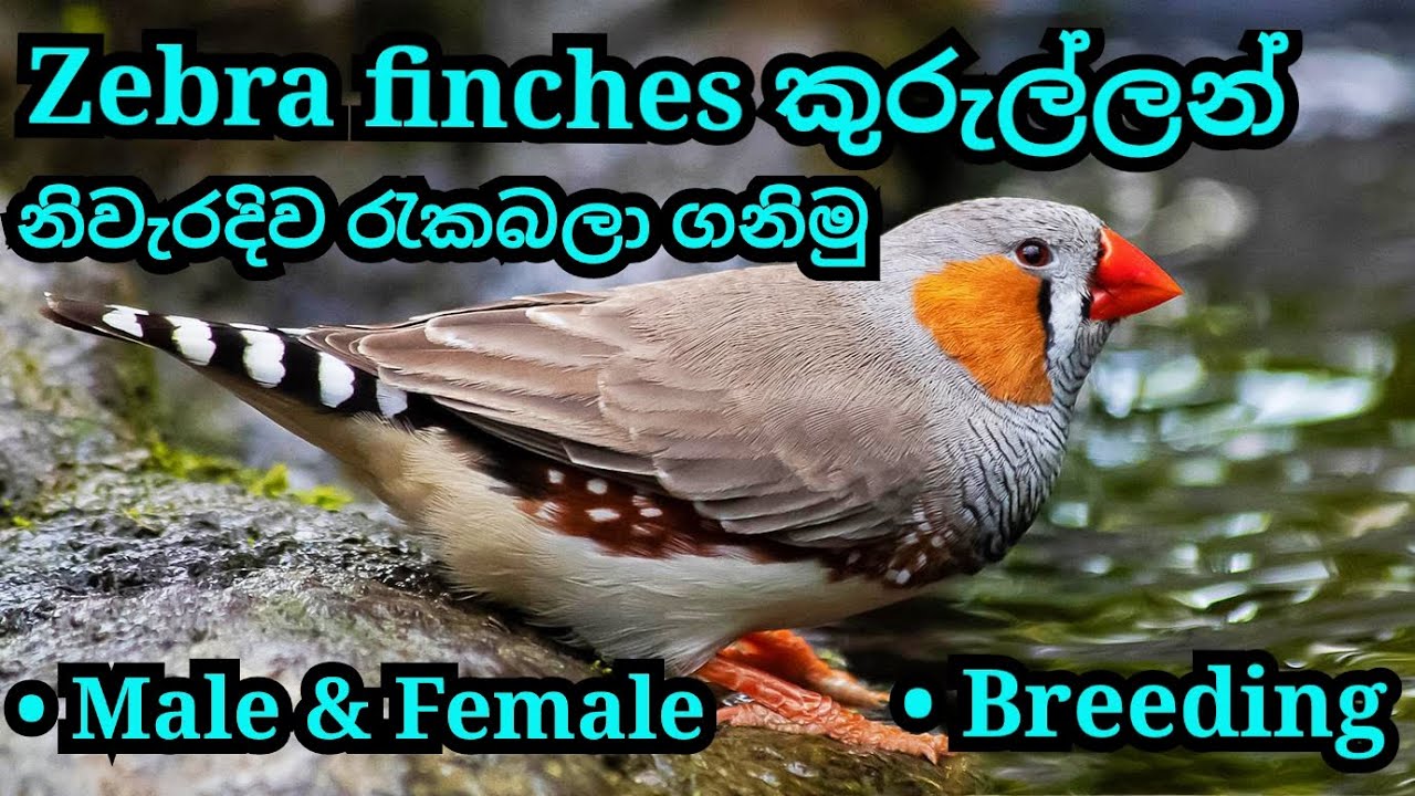 How to breed zebra finches in sinhala | Finches breeding cage | Finches male & female |Rv fancy bird