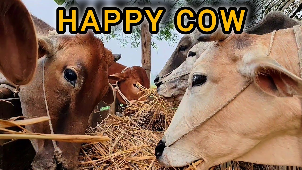 Most Satisfying Cow Eating Compilation