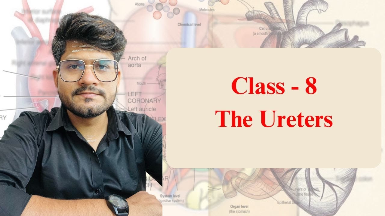The Ureters | Class - 8 | 