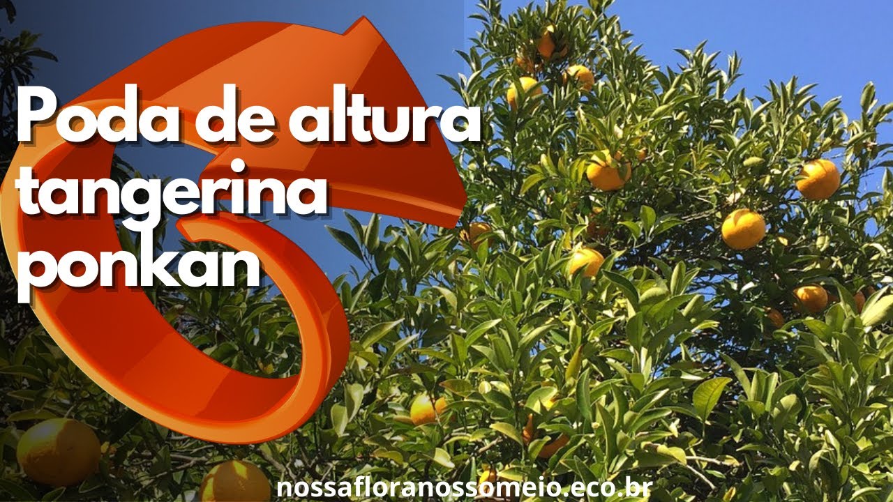 Como PODAR tangerina para REDUZIR ALTURA