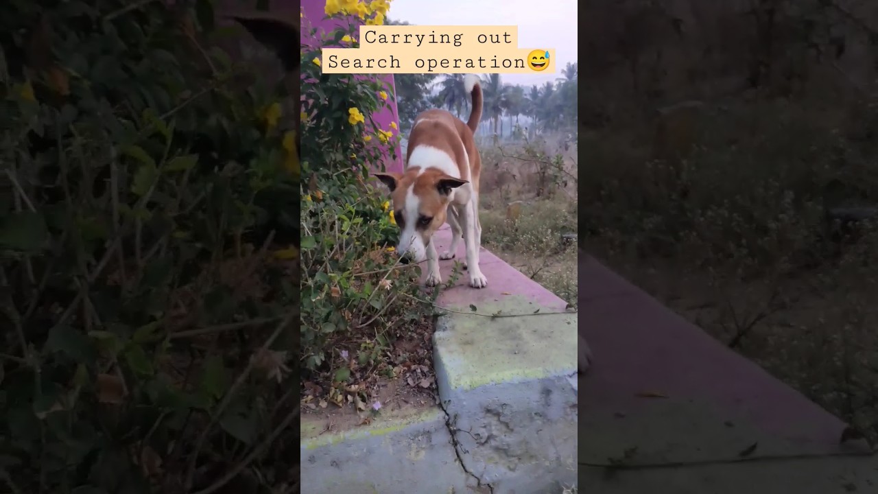 funny dogs detective story 😅🤣 #shorts #shortvideo #funny #dog