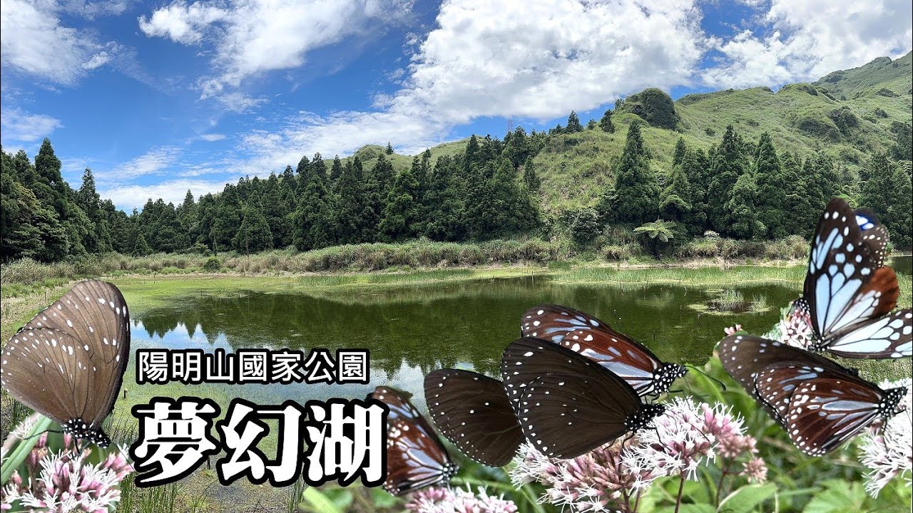 「夢幻湖」變「蝴蝶谷」了！來的早不如來的巧，步道旁蝴蝶成群忙採蜜！夢幻路線，眺覽夢幻湖、冷水坑湖光山色！