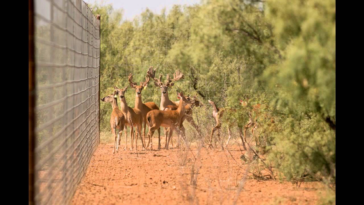 West Texas Deer Ranch for Sale