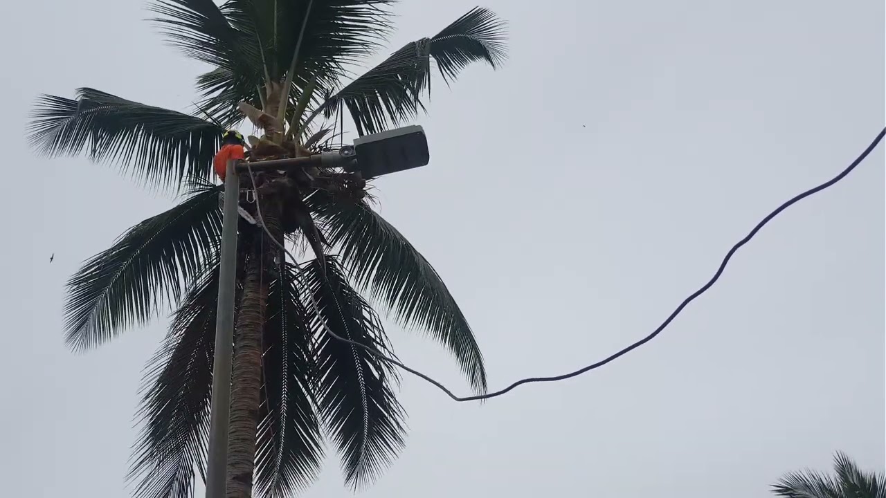 ABATTAGE DE COCOTIER ET TAMARINIER A MZOUASIA PARITIE 1