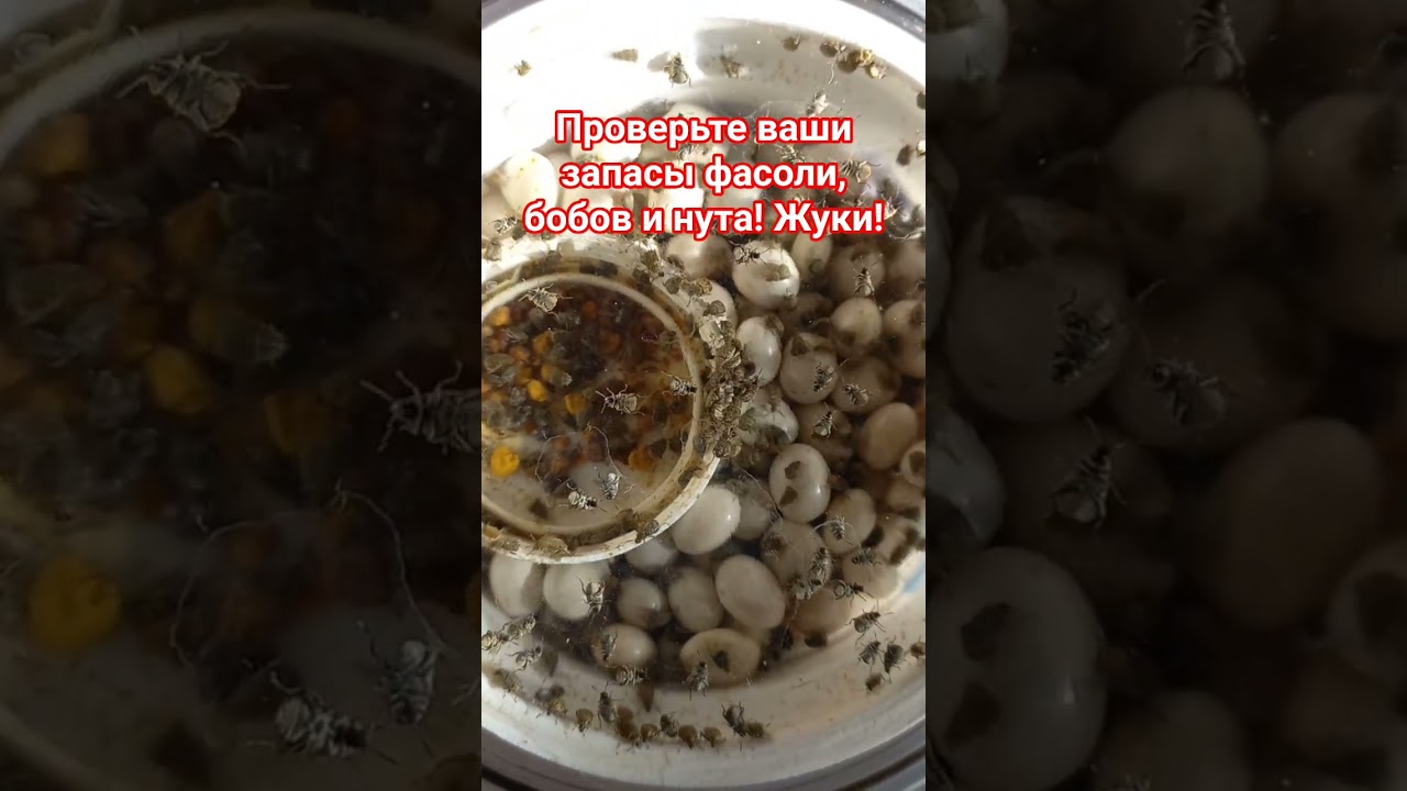 Проверьте запасы фасоли, бобов и нута! Проснулись жуки! Фасолевая зерновка напала!