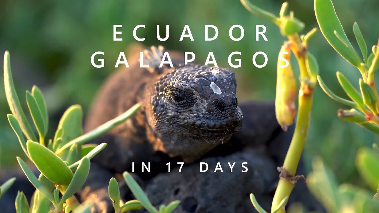 Ecuador and Galapagos Islands - 17 days trip in 17 minutes - Travel, Climbing, Diving and Drone - 4k