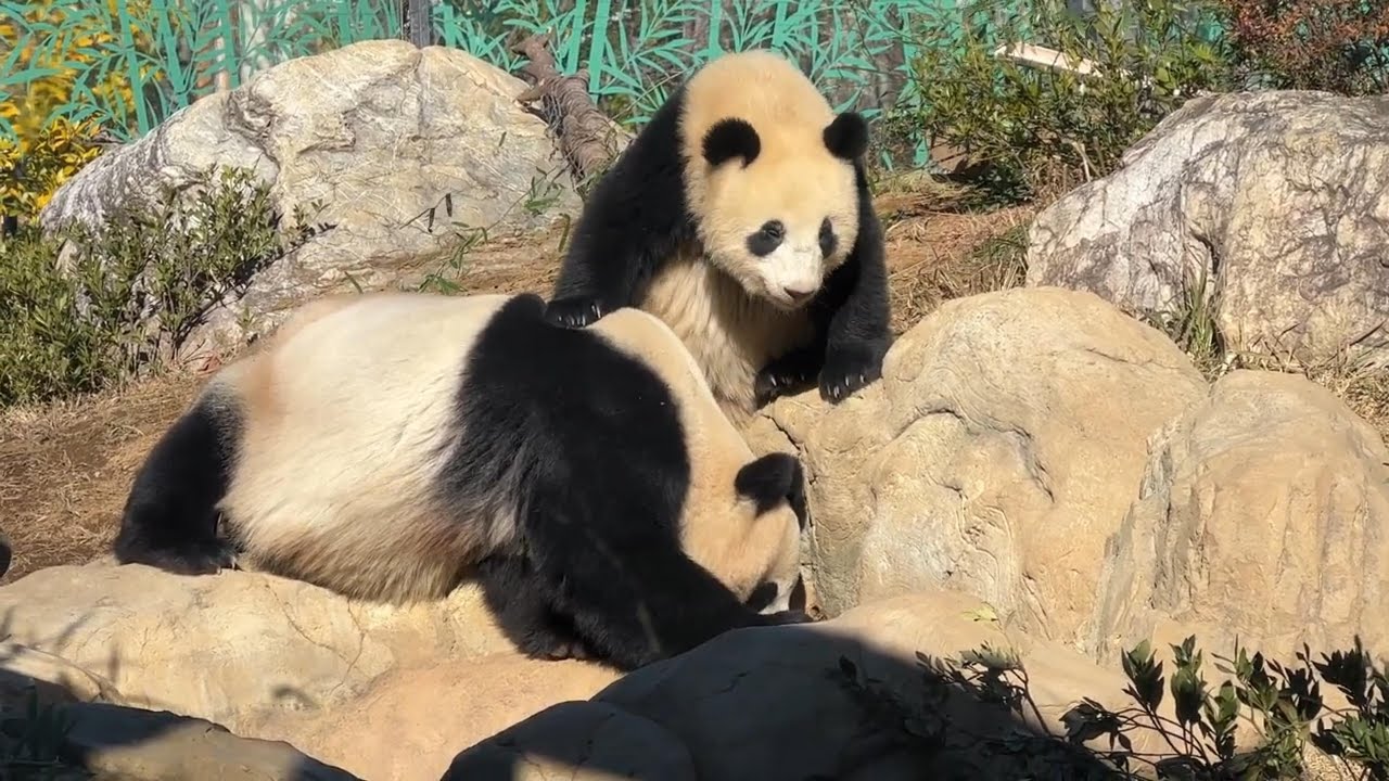 ママと一緒に水分補給レイちゃん【未公開編】【上野動物園】ジャイアントパンダ